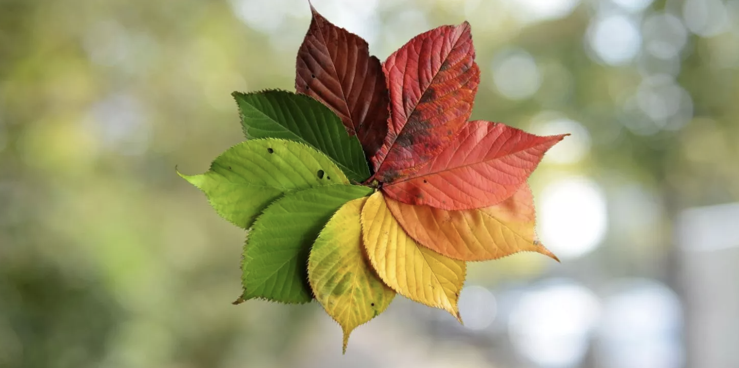 Why Do Leaves Change Color in the Fall?